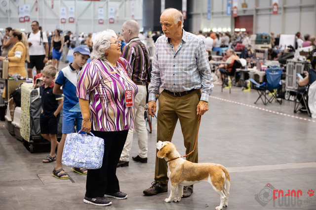 World Dog Show Donnerstag | World Dog Show 2023 Donnerstag im Palexpo in Genf 24.08.2023 Foto: Leo Wyden