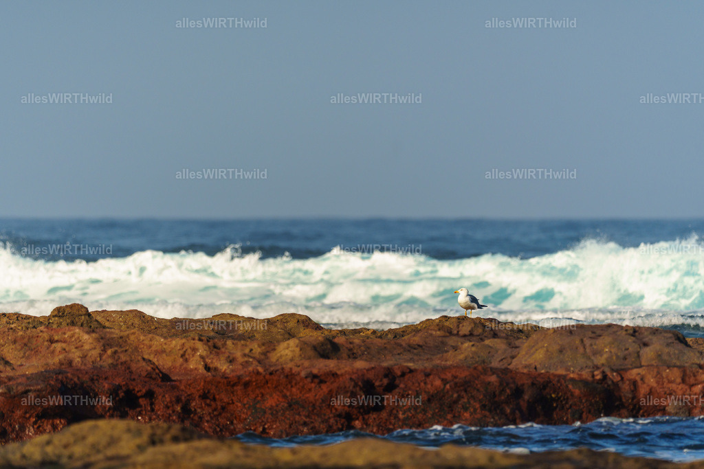 allesWIRTHgut Tierfotografie - allesWIRTHgut.de - 7IV00726 | Entdecke die faszinierende Welt der Natur- und Wildlife-Fotografie von Daniel und Bärbel. Inspirierende Bilder von wilden Tieren und kleinen Naturwundern.