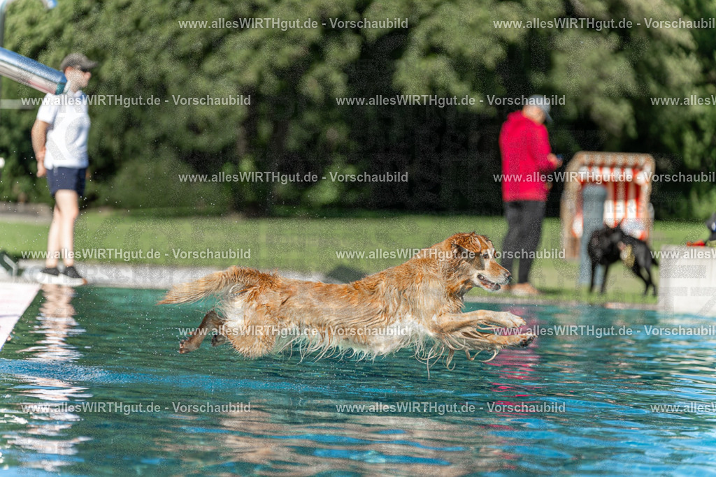 Hundeschwimmen_Volksbad_2026-allesWIRTHgut_Tierfotografie-2609061101-101131-7R509335 | Professionelle Tierfotografie in Mönchengladbach von Daniel Wirth (allesWIRTHgut). Liebevolle & natürliche Bilder von Hunden & Katzen für unvergessliche Erinnerungen.