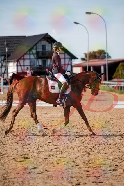 2026_10_03_Siefer-Hof_132842_Z63_89781263 | Professionelle Reitsport-, Turnier- und Eventfotografie von Robert Broda. Galerien mit ausgewählten und bearbeiteten Bildern direkt online ansehen und bestellen.