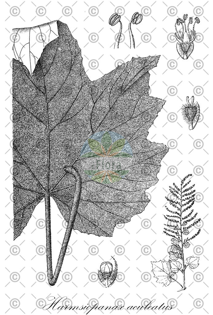 HistAbb_wfo-0000873744_1_ENZY_Simple | Historische Abbildung von Harmsiopanax aculeatus - Araliaceae | Historical Illustration of Harmsiopanax aculeatus - Araliaceae