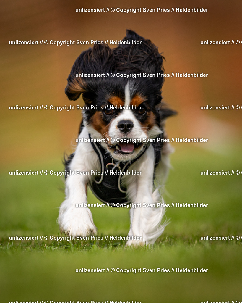 Sven Pries | 2024-09-22 - Hunderennen Baden-BadenPudelverein - Realisiert mit Pictrs.com