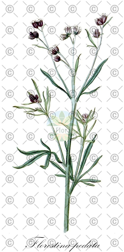 HistAbb_wfo-0000425179_1_ENZY_Simple | Historische Abbildung von Florestina pedata - Asteraceae | Historical Illustration of Florestina pedata - Asteraceae
