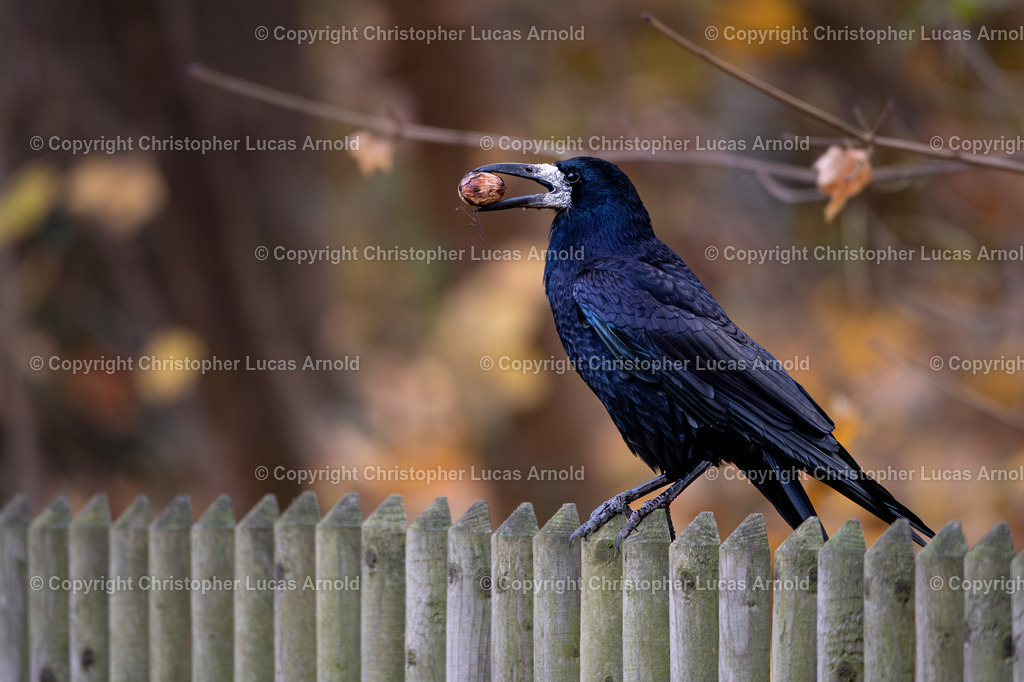 20211112-_DSC7723-Verbessert-RR | bildkomponist - Realisiert mit Pictrs.com