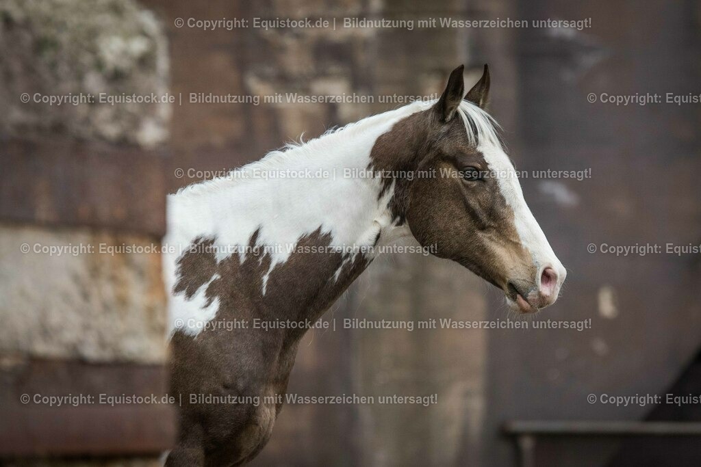 160415_Paint_Horse_in_Industrieanlage_0002 | Foto: Thomas Hartig