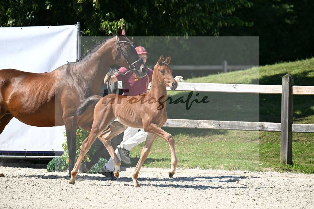 Kat-Nr. 8 Viva Gold x Ampere_HF_Lechl_24250240 | hf-fotografie - Realisiert mit Pictrs.com