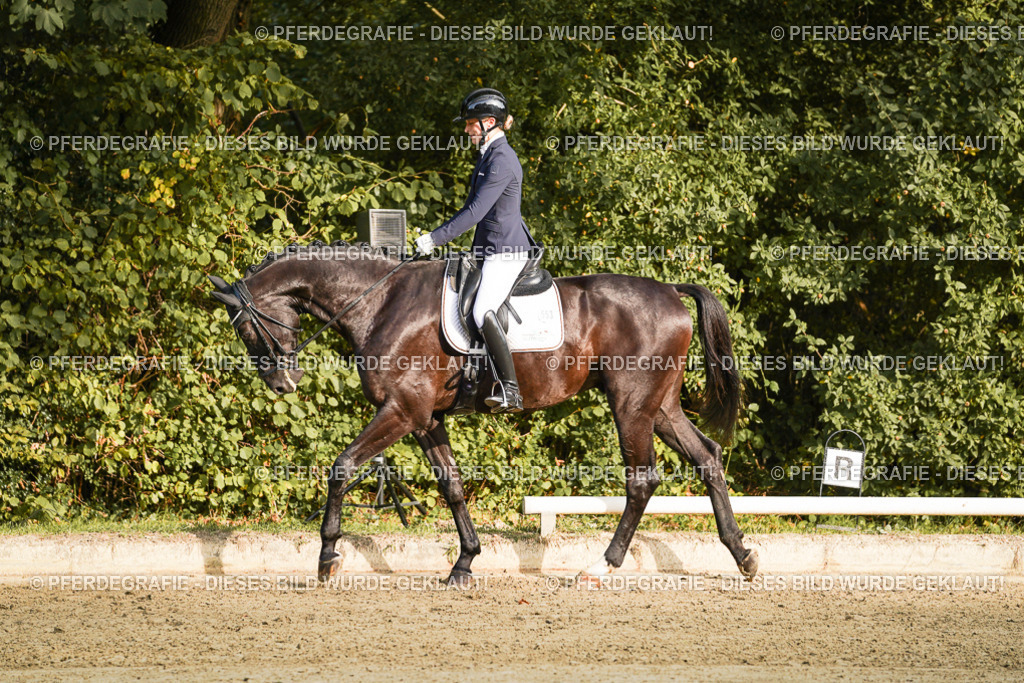 DSC04586 | Pferdegrafie