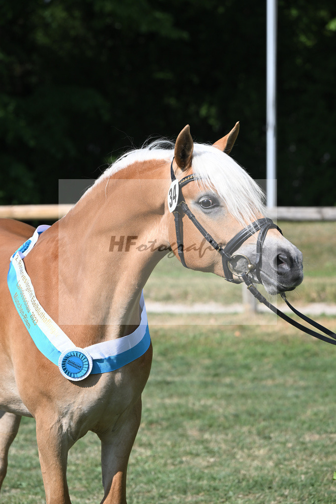 Kat-Nr. 34 Heikena-Gold_Karrer_20231877 | hf-fotografie - Realisiert mit Pictrs.com
