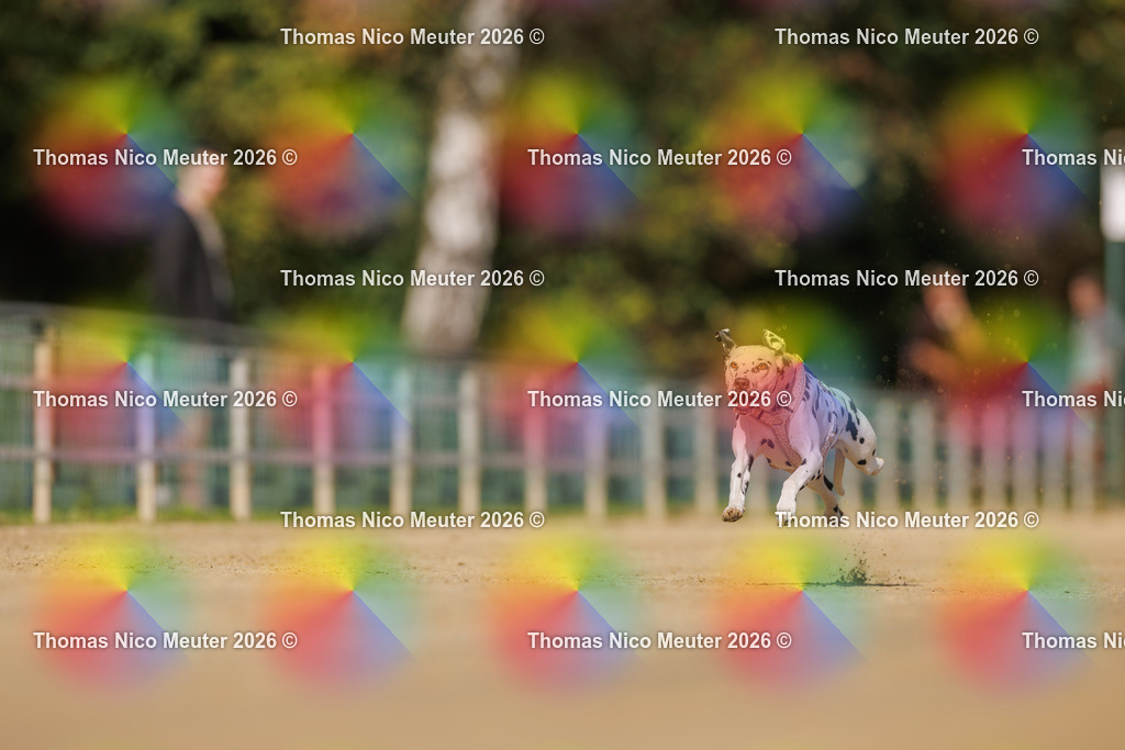 Thomas_Nico_Meuter(C)_03. Oktober 2026_223A3880 | Bild von Thomas Nico Meuter - Realisiert mit Pictrs.com