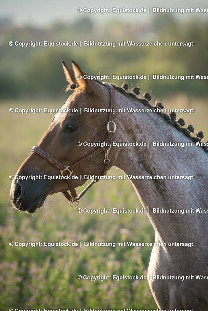 20150807_TOMsPiC_0240 | equistock