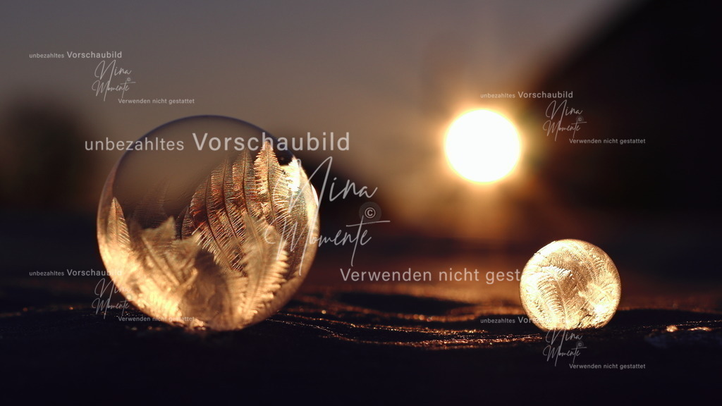 IMG_0835 | Einzigartige Fotos von Hunden & Menschen –Actionfotos, Portraits, Vereinsaufnahmen & Paarshootings – authentisch, lebendig & mit Herz.