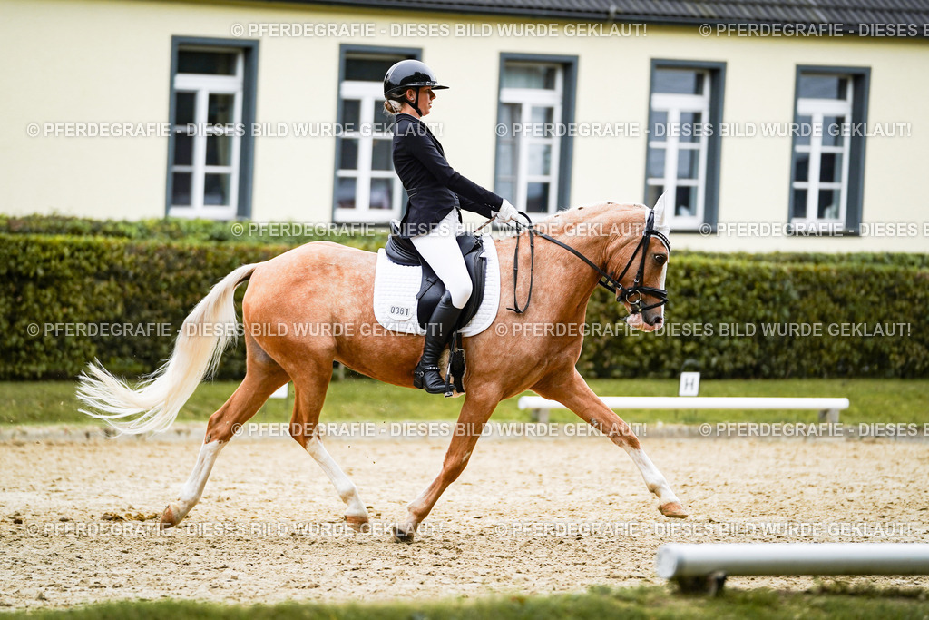 DSC01186 | Pferdegrafie