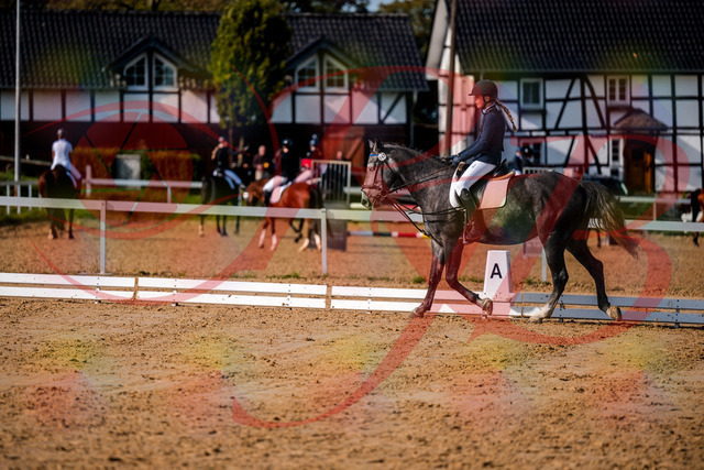 2026_10_03_Siefer-Hof_120051_Z63_32435499 | Professionelle Reitsport-, Turnier- und Eventfotografie von Robert Broda. Galerien mit ausgewählten und bearbeiteten Bildern direkt online ansehen und bestellen.