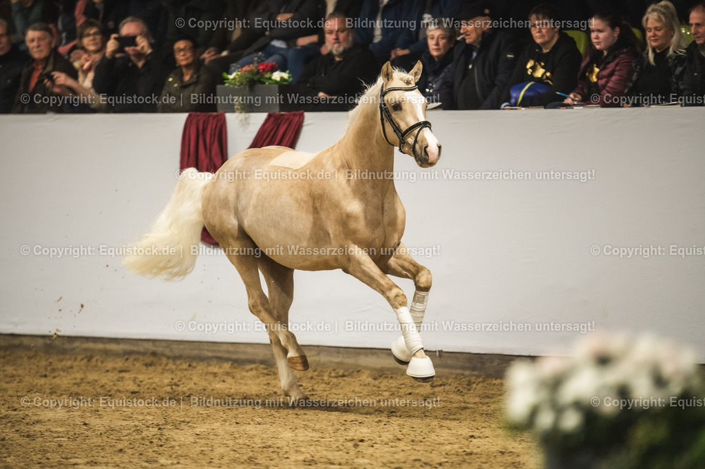 20240302_Hengstvorstellung_Marbach_TOMsPiC_0818 | equistock