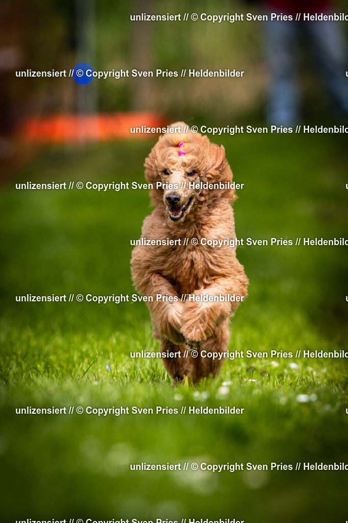 Sven Pries | 2025-04-13 - Hunderennen Baden-Baden - Realisiert mit Pictrs.com