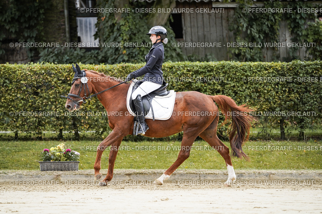 DSC04740 | Pferdegrafie