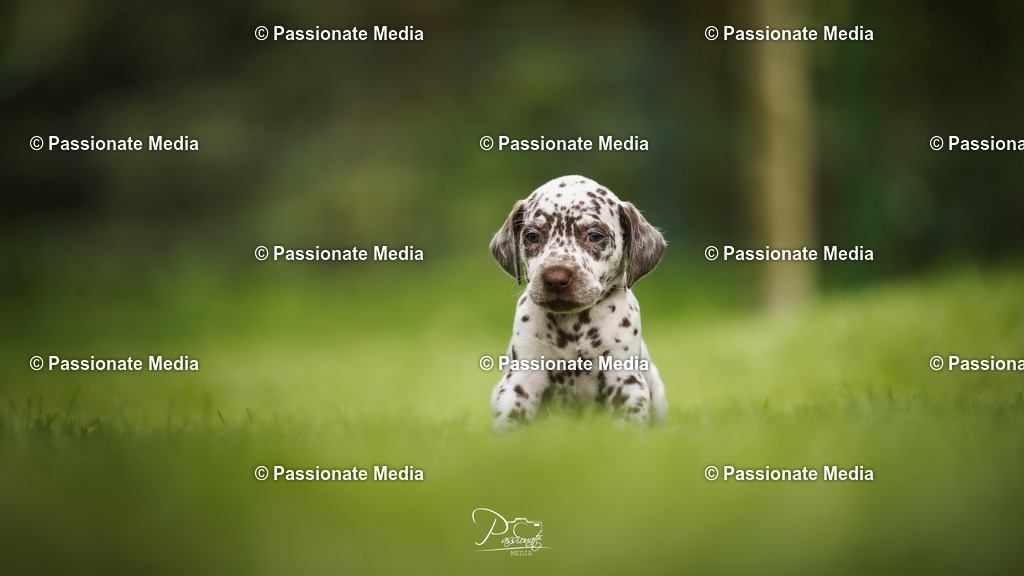 DSC05081 | Passionate Media, dein Fotograf aus Brandenburg, Märkisch Oderland, im Bereich Motorsport, Autos und Motorräder sowie Events und auch Hunde. Shootings oder auch Eventbegleitungen können bei mir gebucht we