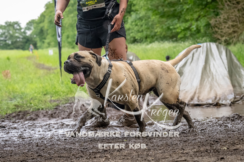 1538_ZZ94643-Bearbeitet | kk-dogfotos
