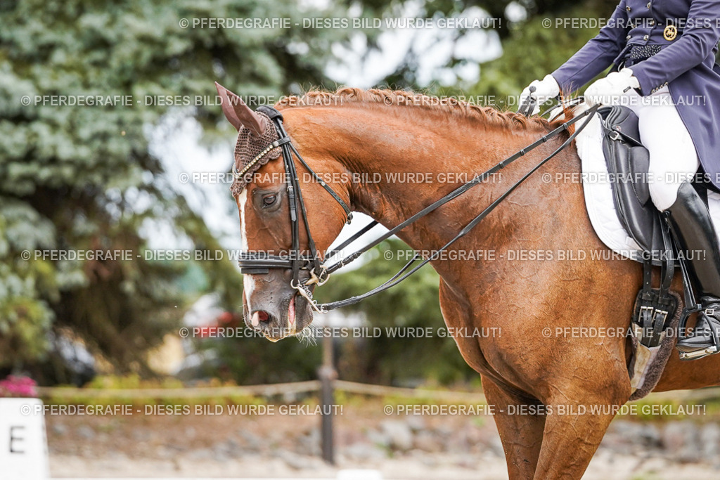 DSC04903 | Pferdegrafie