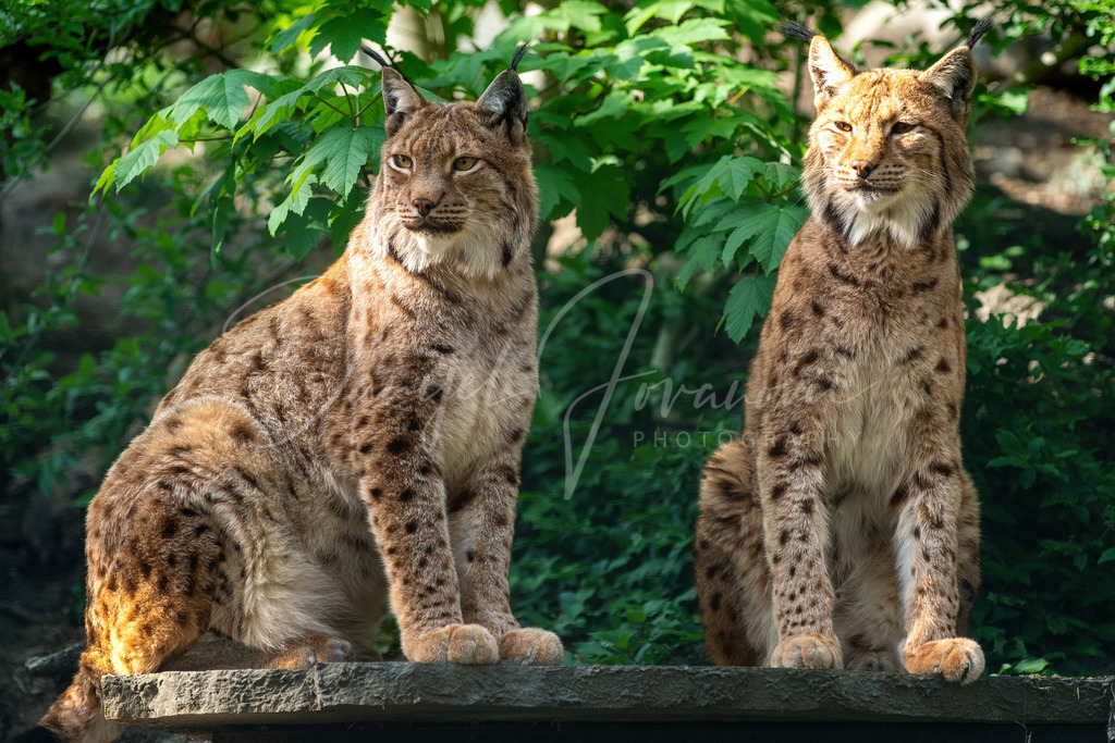 Luchs | Luchse im Innsbrucker Alpenzoo