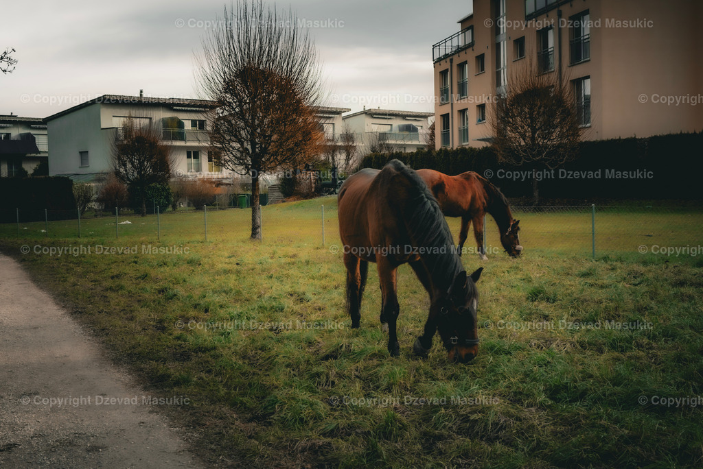 L1000332 | Ich fotografiere Landschaften, Produkte und erstelle für Sie Firmenportraits. Engagieren Sie mich für den nächsten Projekt. - Realisiert mit Pictrs.com