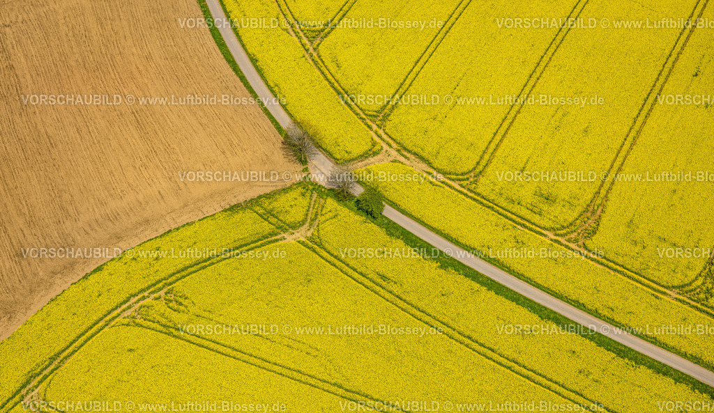 Breckerfeld240504814 | Luftbild, gelbe Rapsfelder, Bäume am Straßenrand, Formen und Farben, Königsheide, Breckerfeld, Ruhrgebiet, Nordrhein-Westfalen, Deutschland