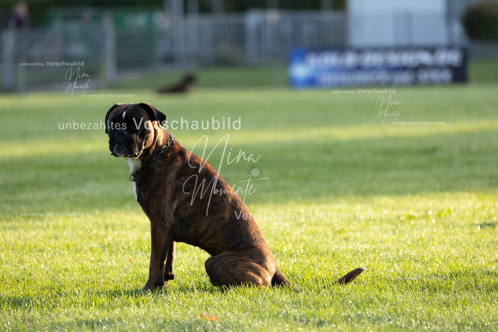 _16A5961 | Einzigartige Fotos von Hunden & Menschen –Actionfotos, Portraits, Vereinsaufnahmen & Paarshootings – authentisch, lebendig & mit Herz.