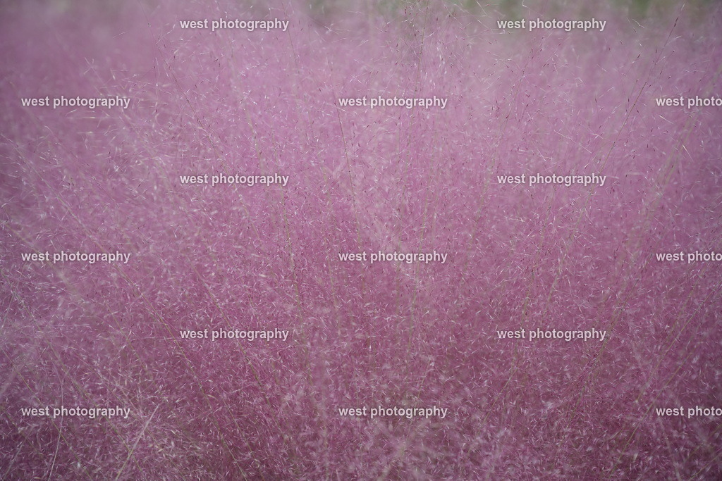 Muhlenbergia capillaris 2 - JPN 2025 | west photography - Realisiert mit Pictrs.com