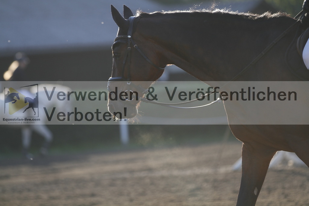 _MG_5253 | equestrian-live-com