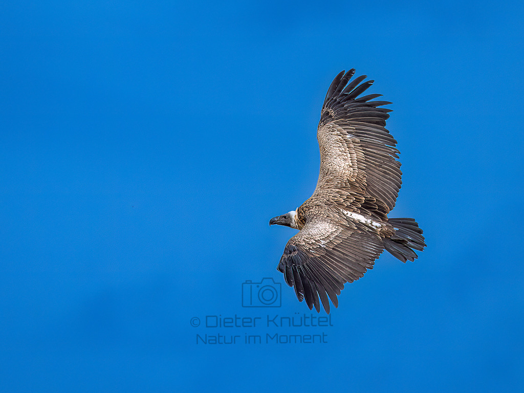 P1003270-Bearbeitet-2022-LR | Natur im Moment - Realisiert mit Pictrs.com