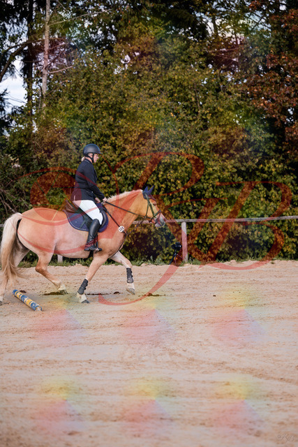 2026_10_03_Siefer-Hof_145227_Z81_31525229 | Professionelle Reitsport-, Turnier- und Eventfotografie von Robert Broda. Galerien mit ausgewählten und bearbeiteten Bildern direkt online ansehen und bestellen.