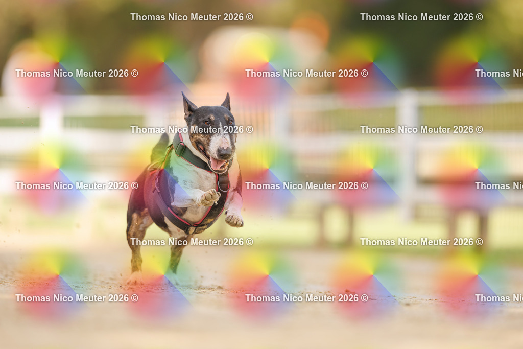 Thomas_Nico_Meuter(C)_03. Oktober 2026_223A7143 | Bild von Thomas Nico Meuter - Realisiert mit Pictrs.com
