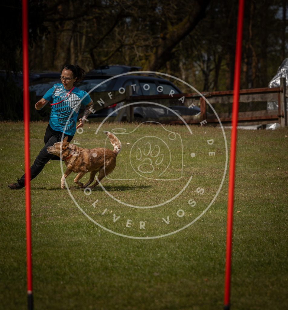 Pfotenfotografie_DV3A4797 | Hundefotografie, Tierfotograf, Pfotenfotografie, Fotoshooting Hund, Hunde Portrait, Hundesport, Hundeportraits, Heideshooting, Hunde, Sportfotograf, Hundefotograf, Turnierhundsport, THS,  - Realisiert mit Pictrs.com