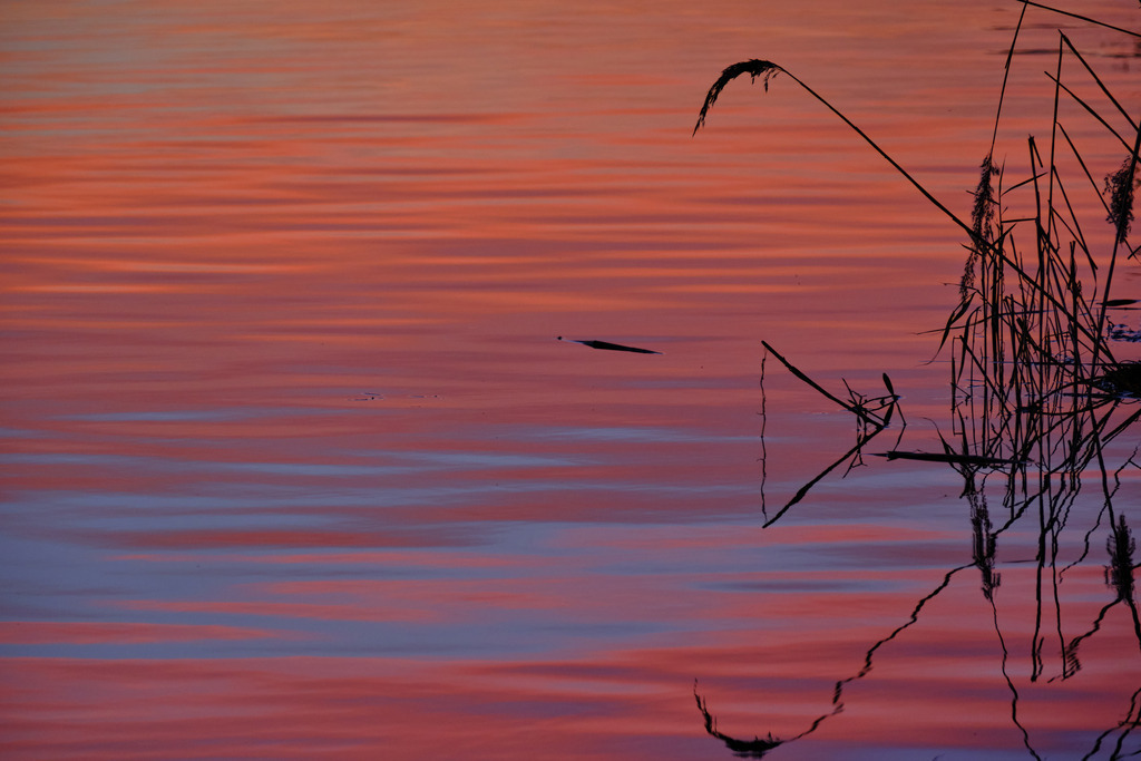 Schilf spiegelt sich im Wasser | Wien, Austria - November 04, 2025: Schilf spiegelt sich im Wasser mit Abendlicht. - Realisiert mit Pictrs.com