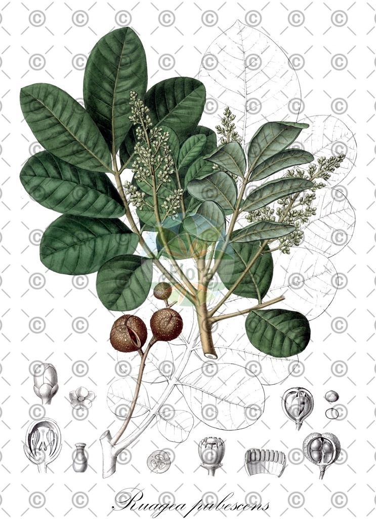 HistAbb_wfo-1000050937_1_ENZY_Simple | Historische Abbildung von Ruagea pubescens - Meliaceae | Historical Illustration of Ruagea pubescens - Meliaceae