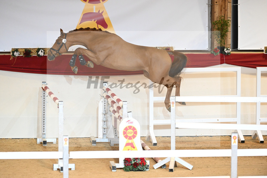 Kat-Nr. 10 Cicero Z_Wieneke_1230773 | hf-fotografie - Realisiert mit Pictrs.com