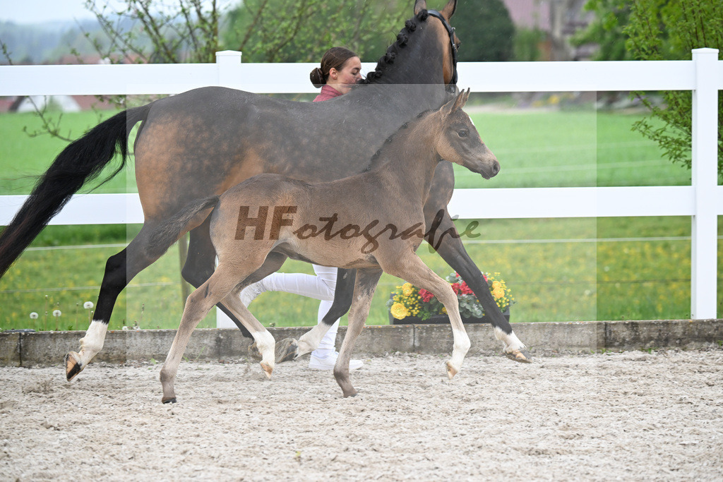 Kat-Nr. 29 SF Gold Garant x Hesselteichs Grimaldi_Bader_23261158 | hf-fotografie - Realisiert mit Pictrs.com