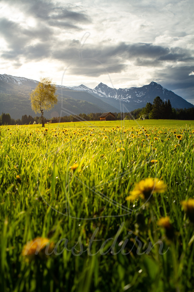 Löwenzahnwiese Lungau | Bei Veröffentlichung des Bildes ist eine Namensnennung wie folgt erforderlich: 
Foto: Mostdirn Irmgard Wieser - Realisiert mit Pictrs.com