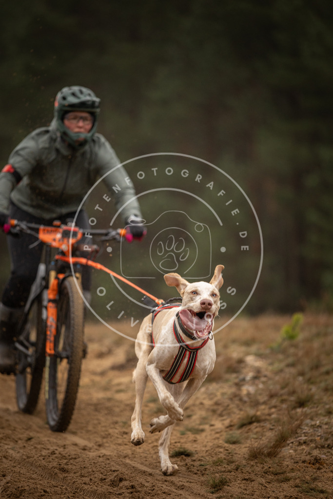 Pfotenfotografie_DV3A3182 | Hundefotografie, Tierfotograf, Pfotenfotografie, Fotoshooting Hund, Hunde Portrait, Hundesport, Hundeportraits, Heideshooting, Hunde, Sportfotograf, Hundefotograf, Turnierhundsport, THS,  - Realisiert mit Pictrs.com