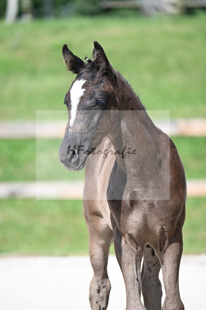 Kat-Nr. 49 Nuno x Darubi Gold_HF_Helmer_15250010 | hf-fotografie - Realisiert mit Pictrs.com