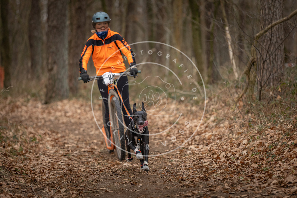 Pfotenfotografie_DV3A7602 | Hundefotografie, Tierfotograf, Pfotenfotografie, Fotoshooting Hund, Hunde Portrait, Hundesport, Hundeportraits, Heideshooting, Hunde, Sportfotograf, Hundefotograf, Turnierhundsport, THS,  - Realisiert mit Pictrs.com