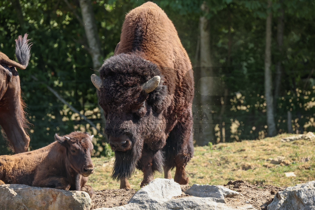 Bisons at Tierpark Herberstein // Bisons im Tierpark Herberstein | Bisons at Tierpark Herberstein in Styria, Austria. The scene shows the powerful animals in their enclosure and highlights their impressive appearance, calm presence and natural behavior in the zoo environment. // Bisons im Tierpark Herberstein in der Steiermark, Österreich. Die Szene zeigt die kraftvollen Tiere in ihrem Gehege und hebt ihr eindrucksvolles Erscheinungsbild, ihre ruhige Präsenz und ihr natürliches Verhalten im Tierpark hervor. - Realisiert mit Pictrs.com