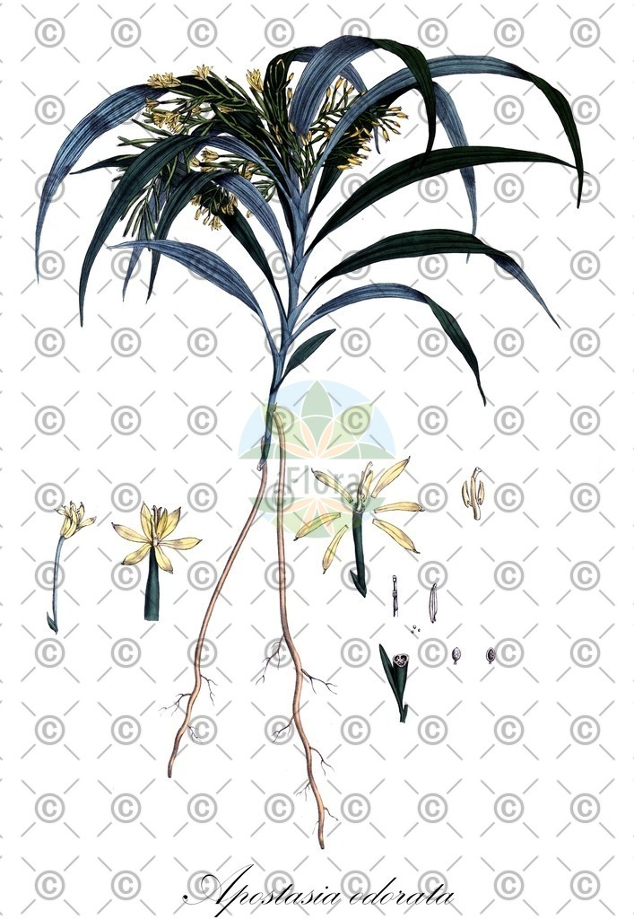 HistAbb_wfo-0000250213_1_ENZY_Simple | Historische Abbildung von Apostasia odorata - Orchidaceae | Historical Illustration of Apostasia odorata - Orchidaceae