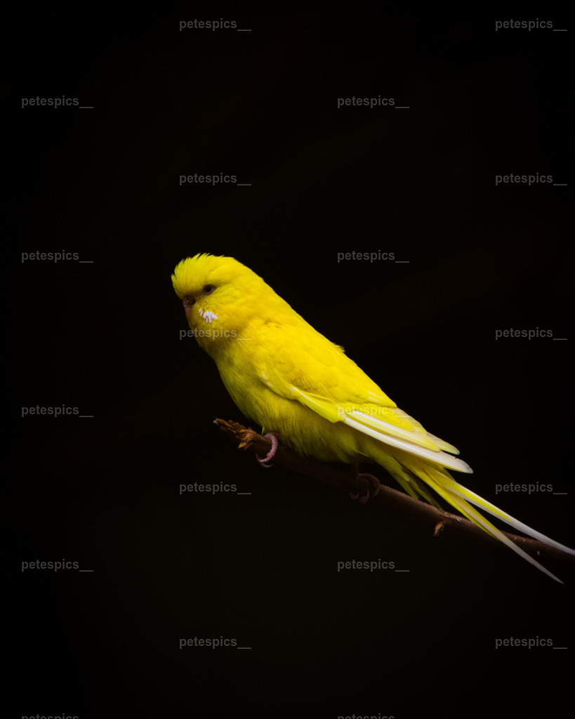 IMG_0854 | petespics