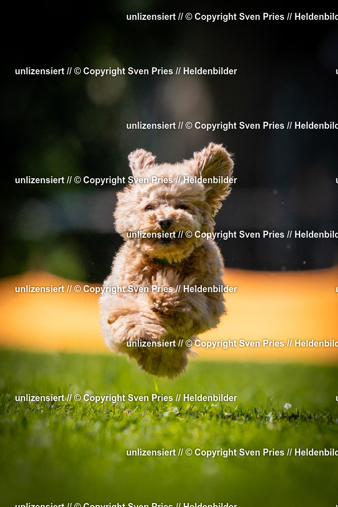 Sven Pries | 2025-08-10 - Hunderennen Durlach - Realisiert mit Pictrs.com