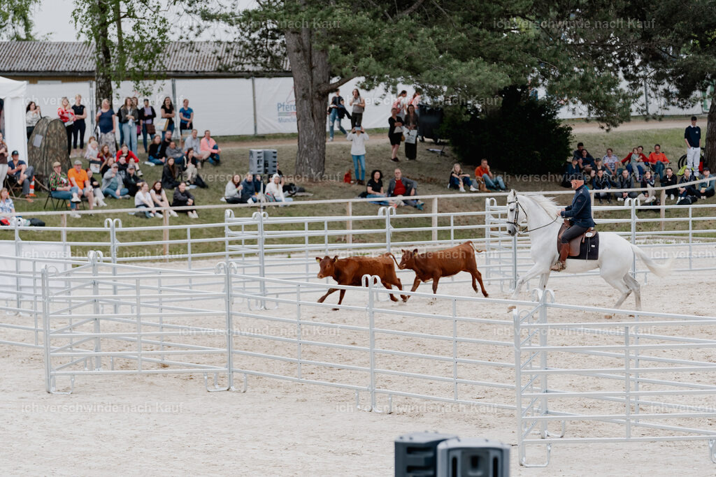 WE__Stoib_Rinder_PI2025_3119 | Pferd International München 2025