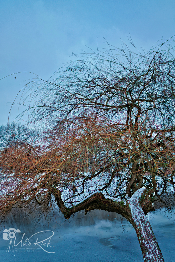 Baum_auf_Eis | Entdecken Sie Fotografie aus Leidenschaft: Auftragsfotografie, HD-Fotos, Geschenkartikel aus Ihren Bildern und vieles mehr. Beauftragen Sie uns für besondere Momente!