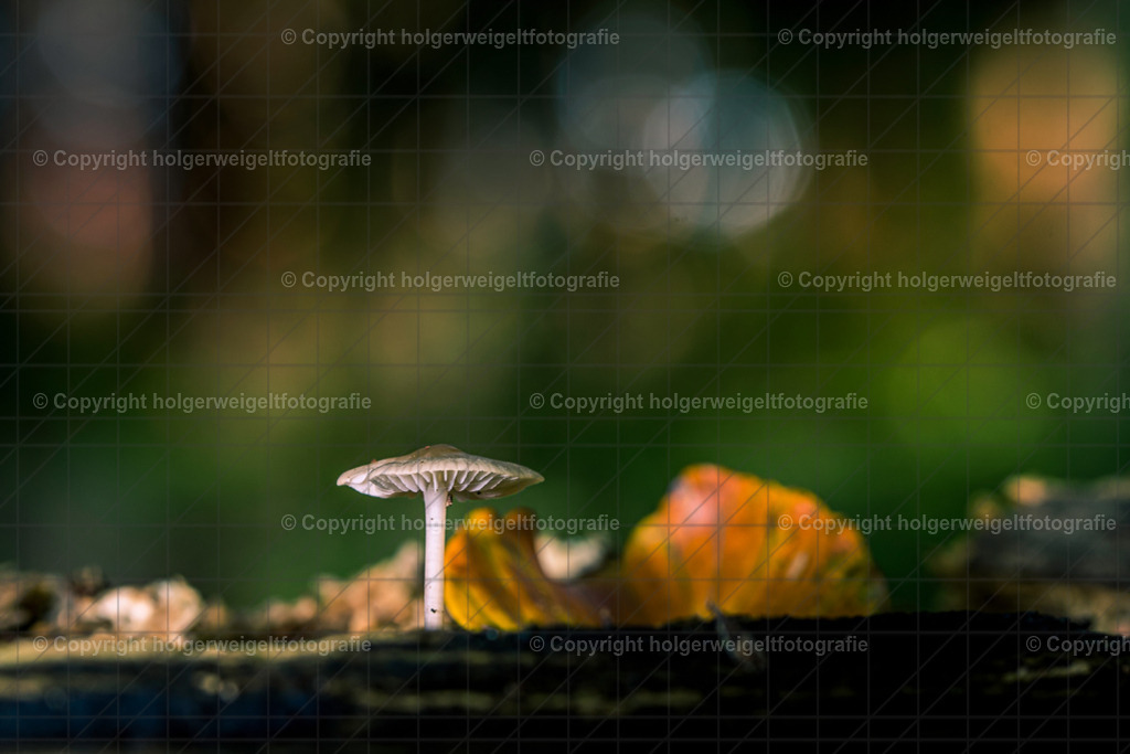 Little Mushroom | Kaufen sie online außergewöhnliche Fotografien auf Leinwand Acrylglas Fotoprint Aludibond von holgerweigeltfotografie - Realisiert mit Pictrs.com