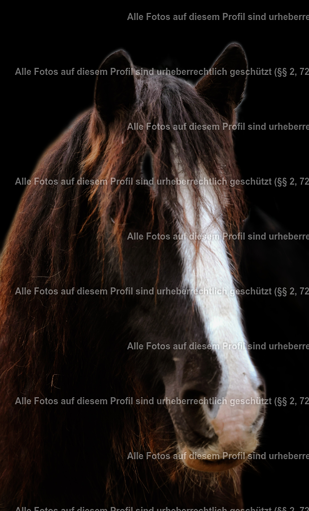 1729448176413_2 | krollfotografie - Realisiert mit Pictrs.com