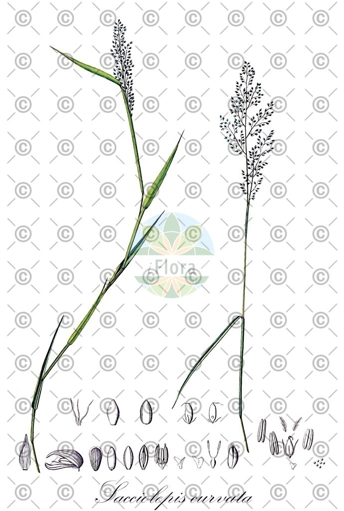 HistAbb_7PYBW_1_ENZY_Simple | Historische Abbildung von Sacciolepis curvata - Poaceae | Historical Illustration of Sacciolepis curvata - Poaceae